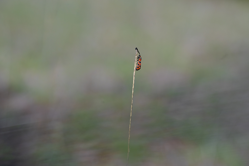 zygène de la petite coronille internet 1.jpg