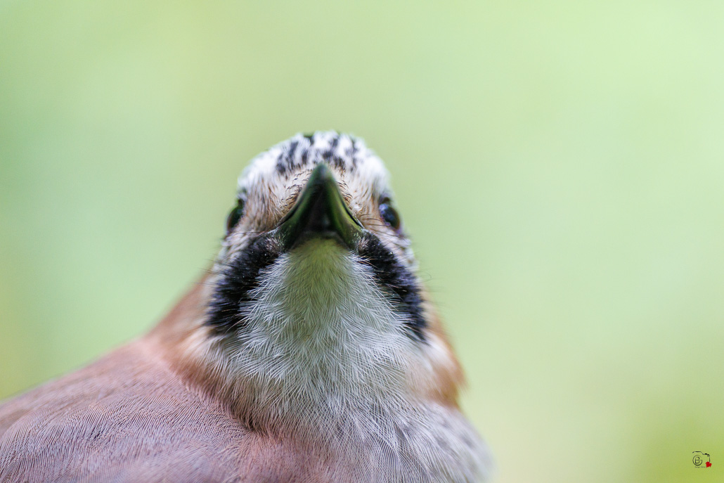 Geai des Chênes (Garrulus glandarius) Eurasian jay-393.jpg