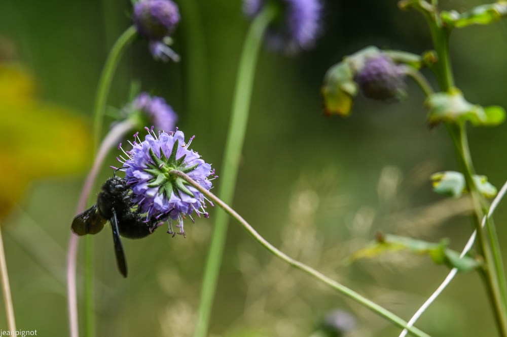 N5 le xylocope violet.JPG