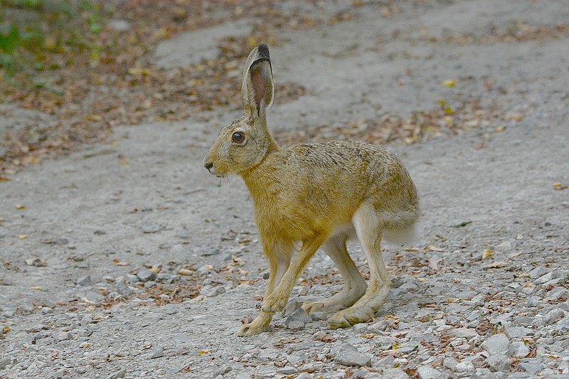 DSC_0869.JPG