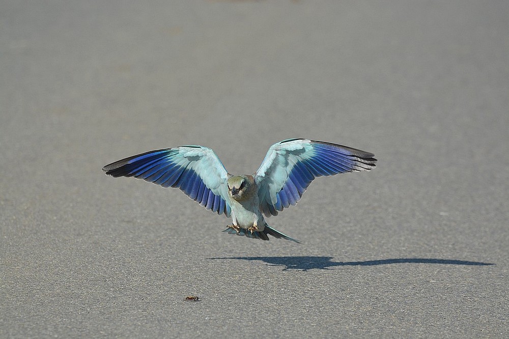DSC_2535.JPG