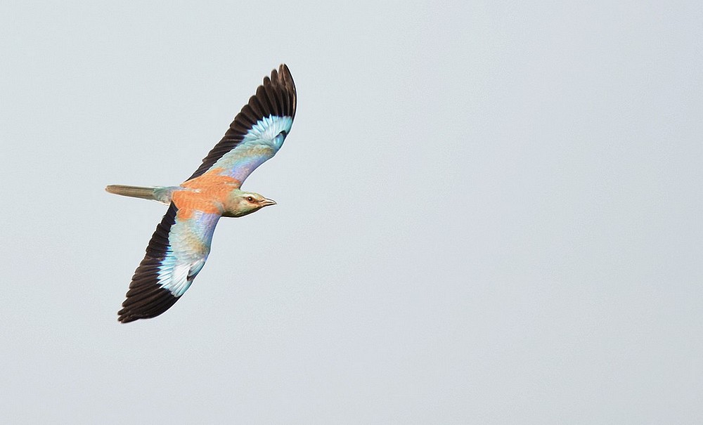 DSC_2469u.JPG