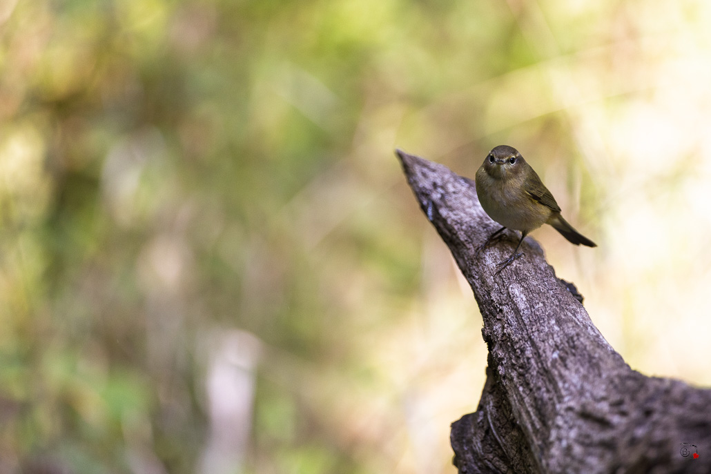 Pouillot Véloce (Phylloscopus collybita) Eurasian or Common chiffchaff-408.jpg