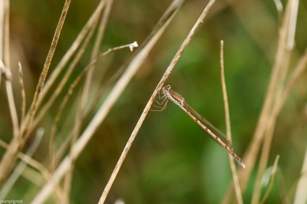 N8 brunette hiverale.JPG