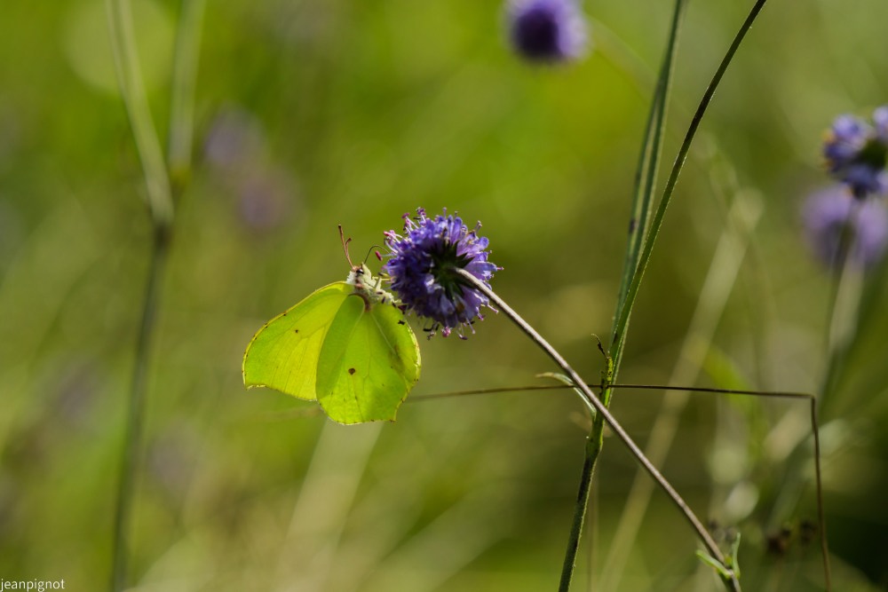 N5 papillon citron.JPG