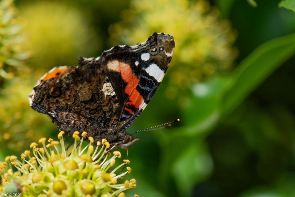 N12 papillon vulcain.JPG