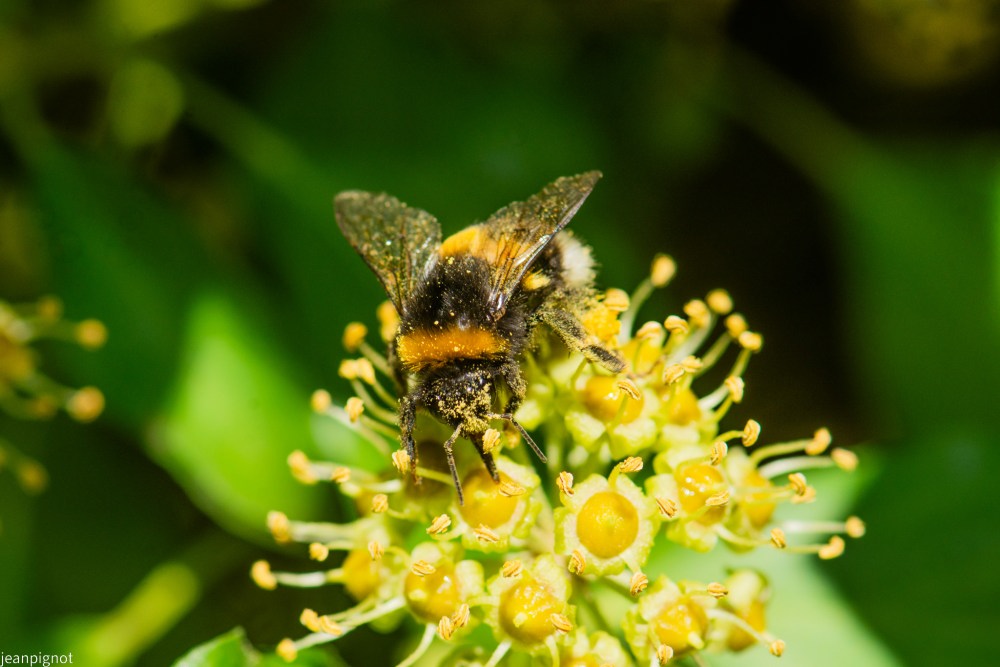 N9 bourdon des jardin plein de pollénes.JPG