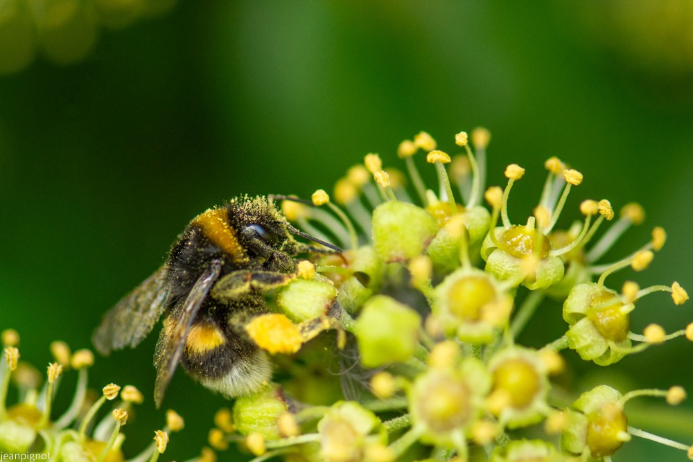 N8 bourdon des jardin.JPG