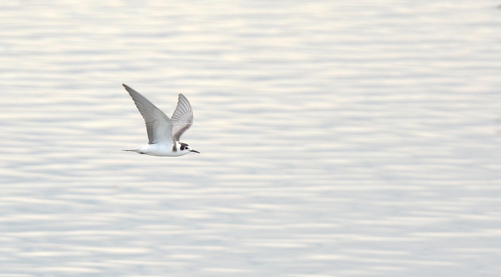DSC_0090.JPG