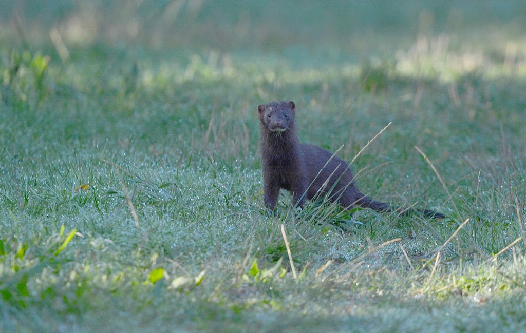 DSC_3225.JPG