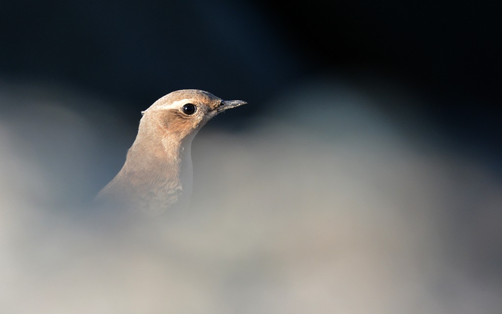 DSC_3306.JPG