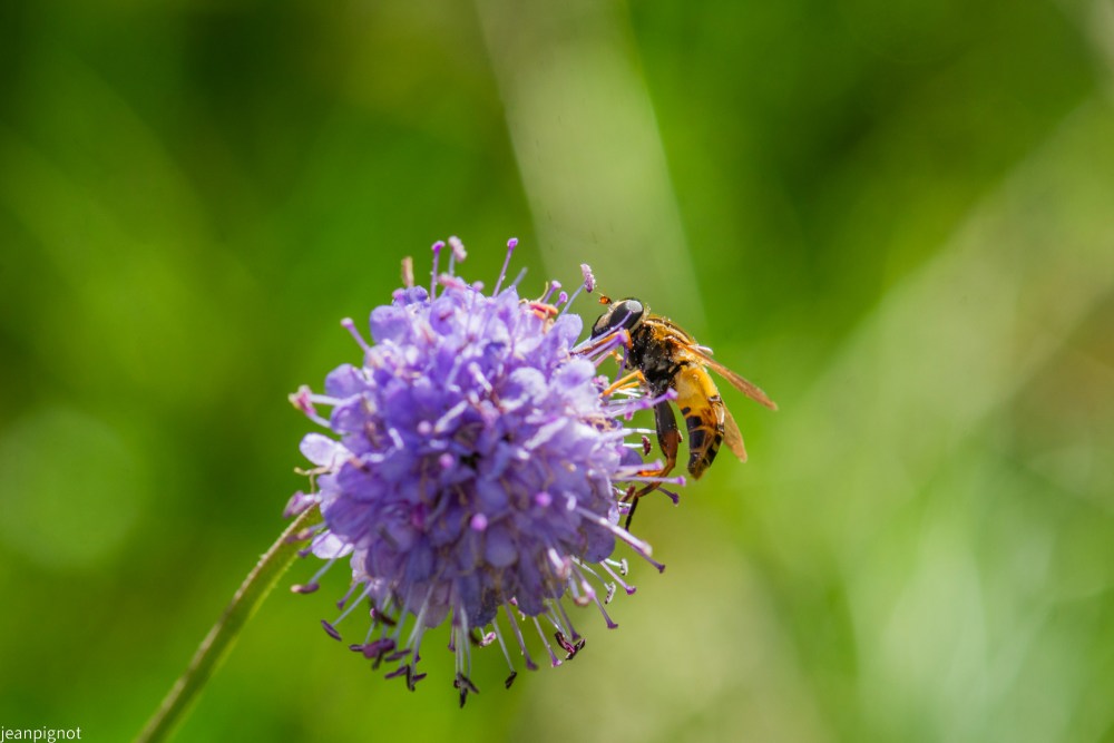 N4 helophilus pendulus.JPG