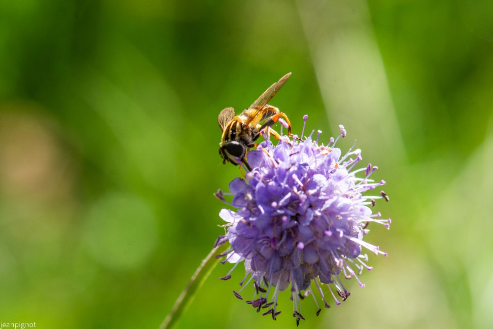 N3 helophilus pendulus (2).JPG