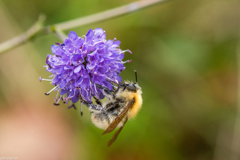 N1 bombus humilis male.JPG