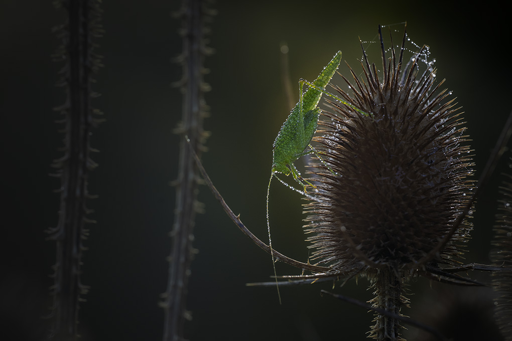 sauterelle verte internet 1.jpg