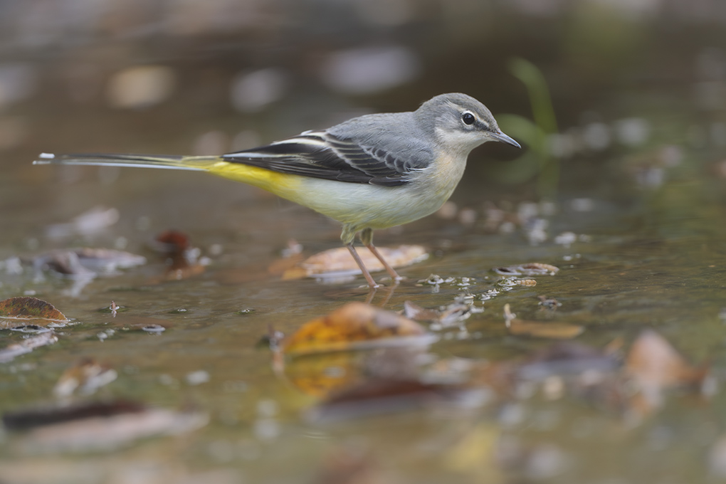 bergeronnette des ruisseaux internet 3.jpg