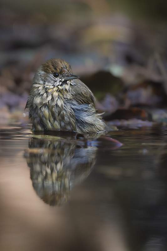 fauvette à tête noire internet 7.jpg