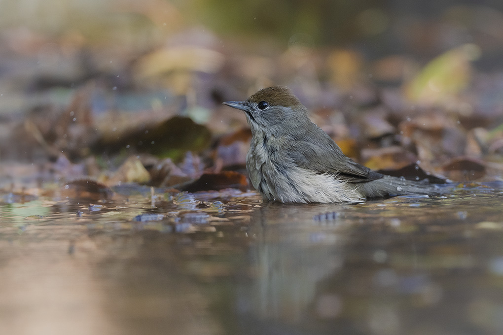fauvette à tête noire internet 12.jpg