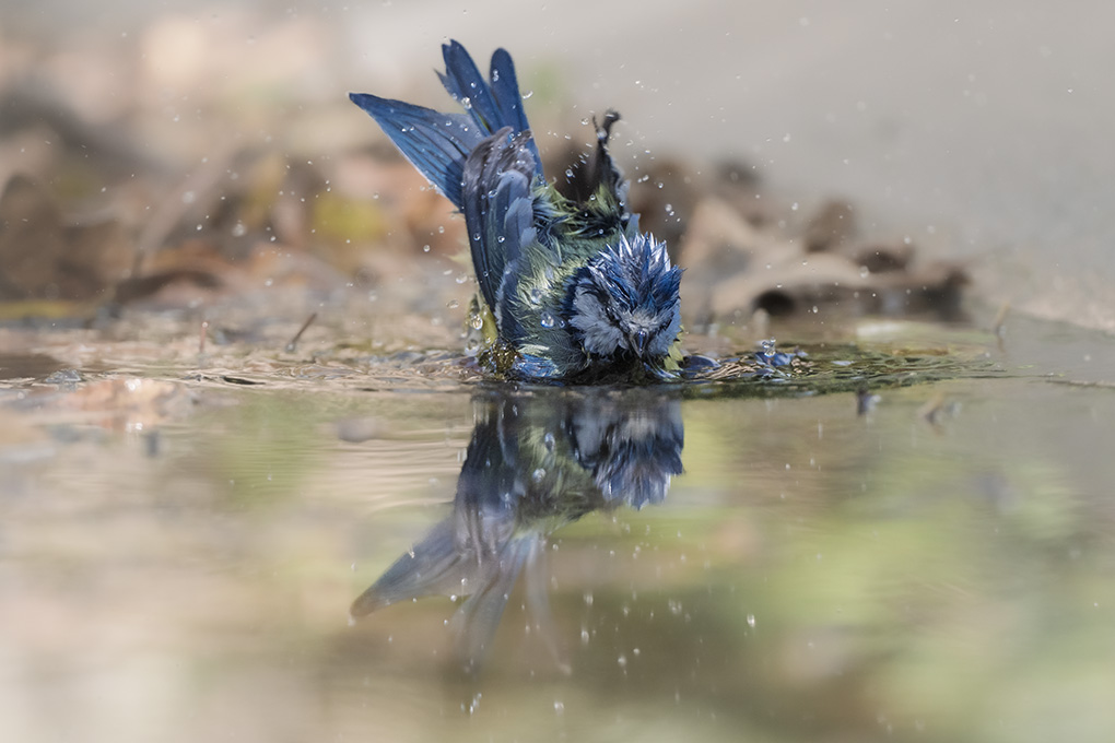 mésange bleue internet 22 (2).jpg