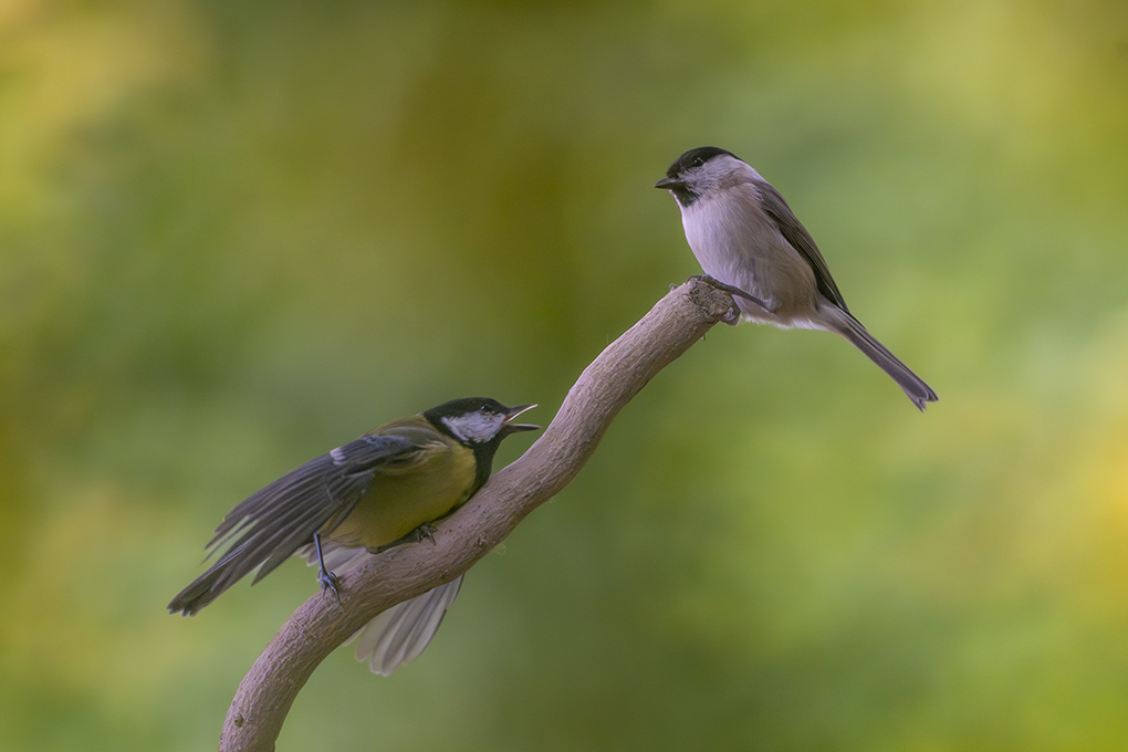 Mésanges nonette internet 32.jpg
