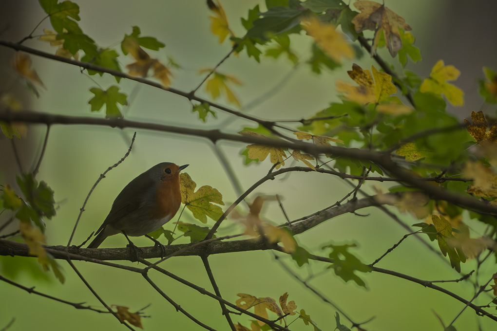 Rouge gorge internet 15.jpg