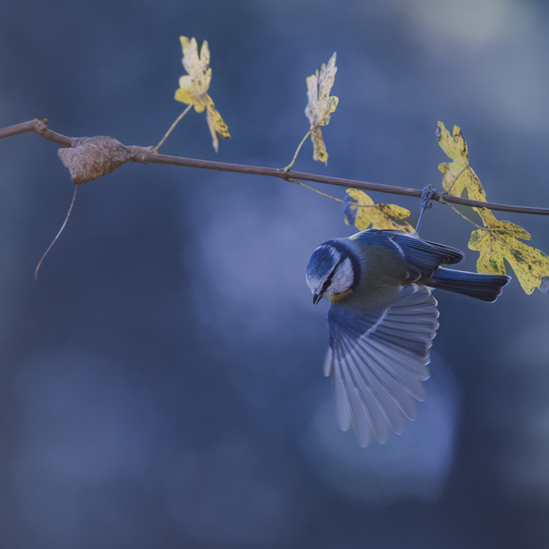 Mésange bleue revigny 2025 internet 165.jpg