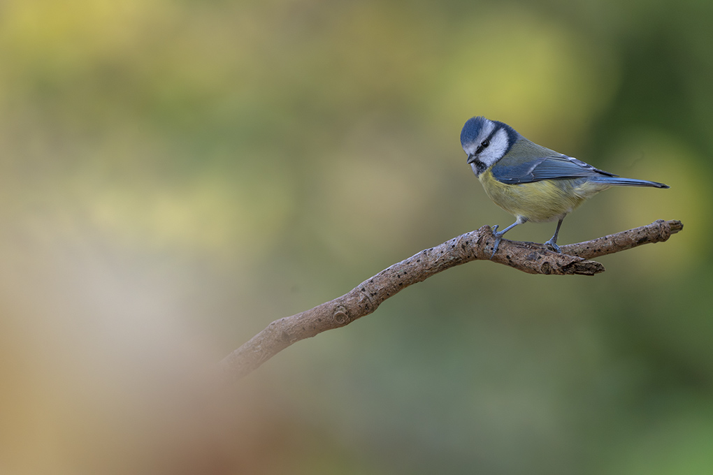 Mésange bleue automne revigny 2025 internet 6.jpg