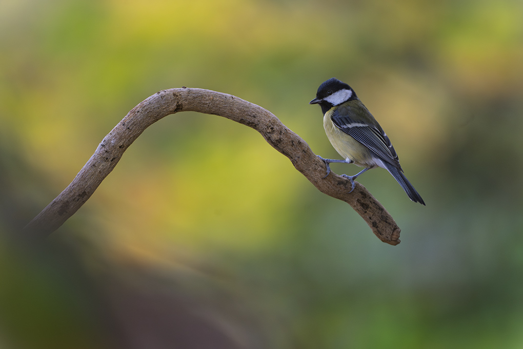 Mésange charbonnière automne revigny 2025 internet 2.jpg