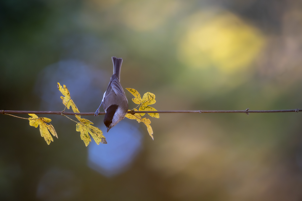 Mésange  nonette revigny 2025 internet 163.jpg