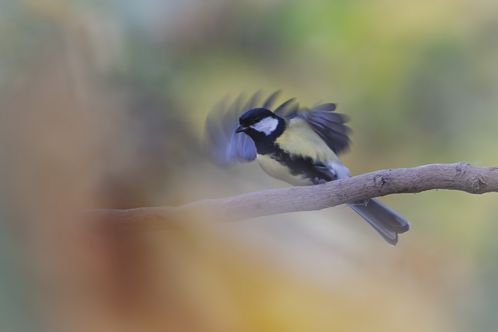 Mésange charbonnière automne revigny 2025 internet 5.jpg
