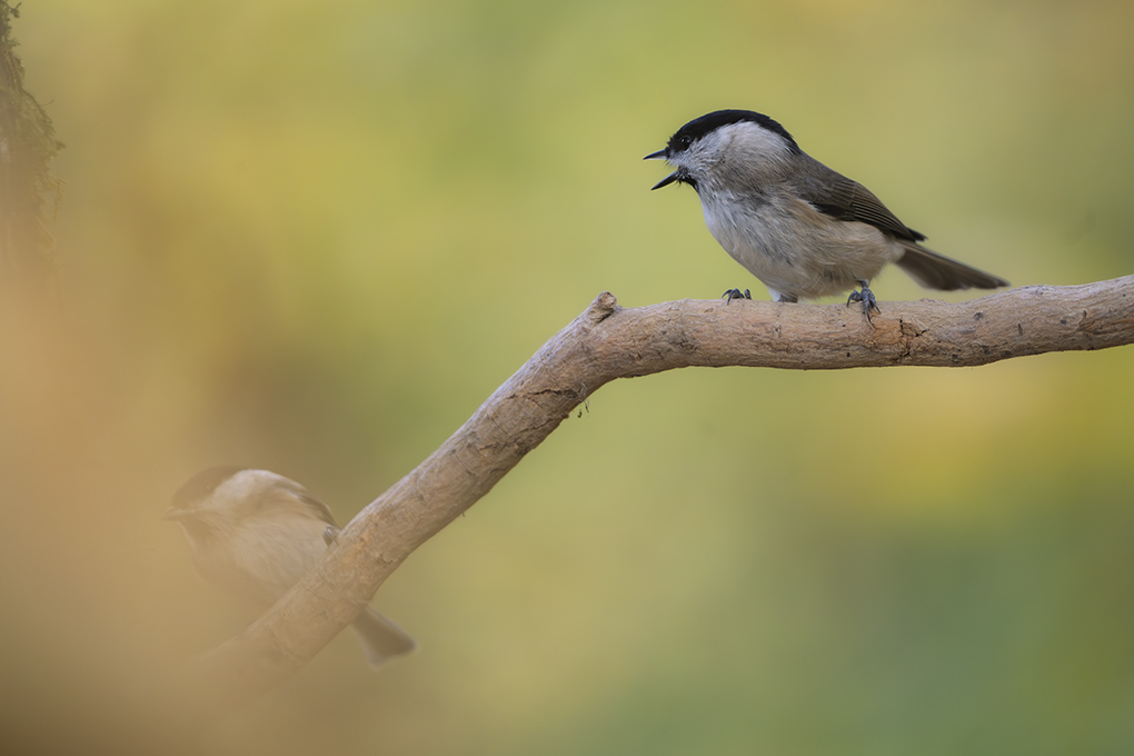 Mésange nonette automne revigny 2025 internet 18.jpg
