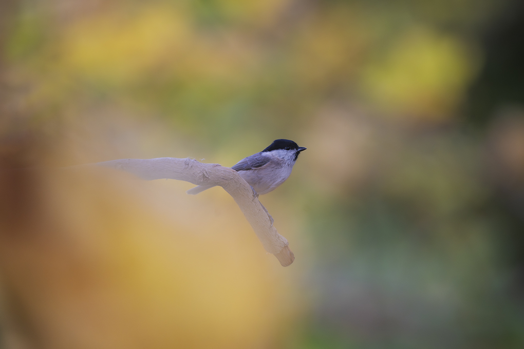 Mésange nonette automne revigny 2025 internet 22.jpg