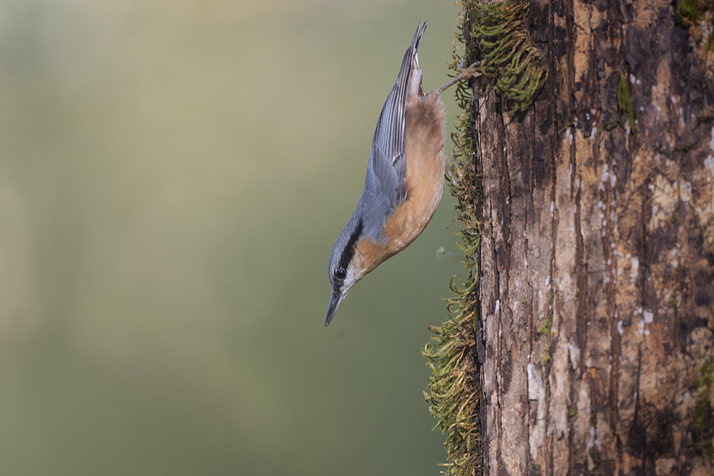 sitelle automne revigny 2025 internet 1.jpg