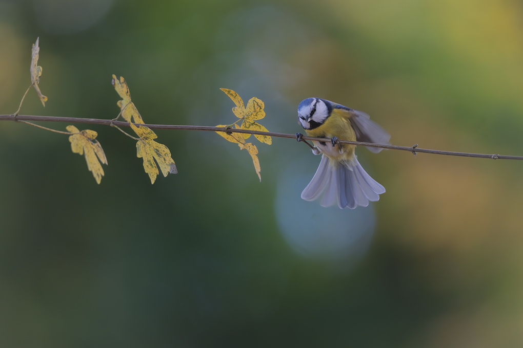 Mésange bleue revigny 2025 internet 167.jpg