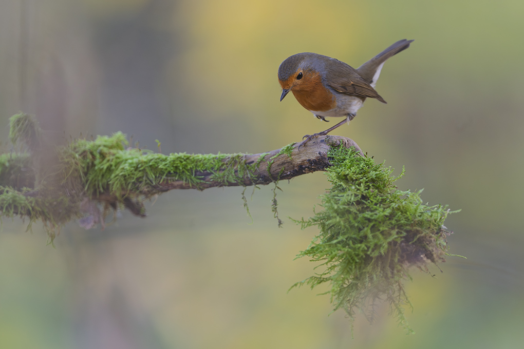 Rougegorge  automne revigny 2025 internet 2.jpg
