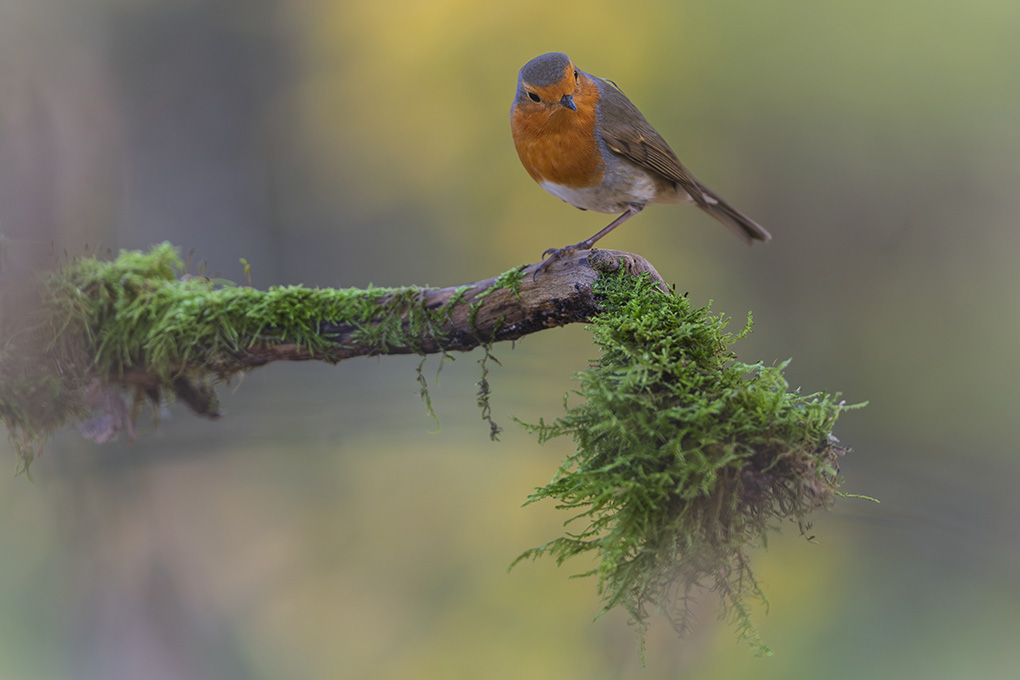Rougegorge  automne revigny 2025 internet 7.jpg