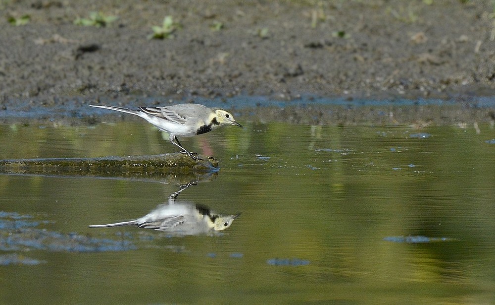 DSC_4268g.JPG