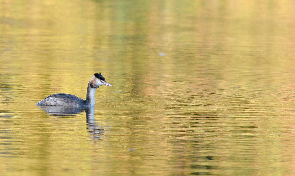 DSC_4480.JPG