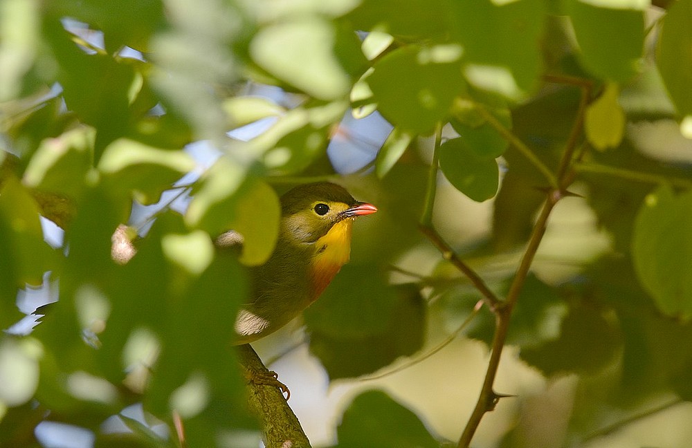 DSC_4462.JPG