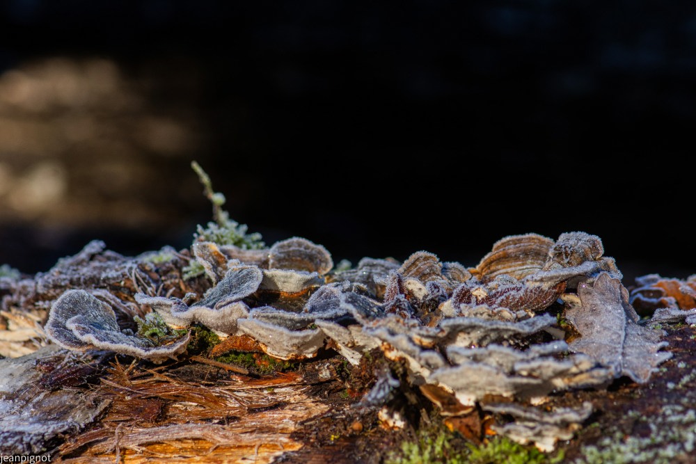 N9 champignons.JPG