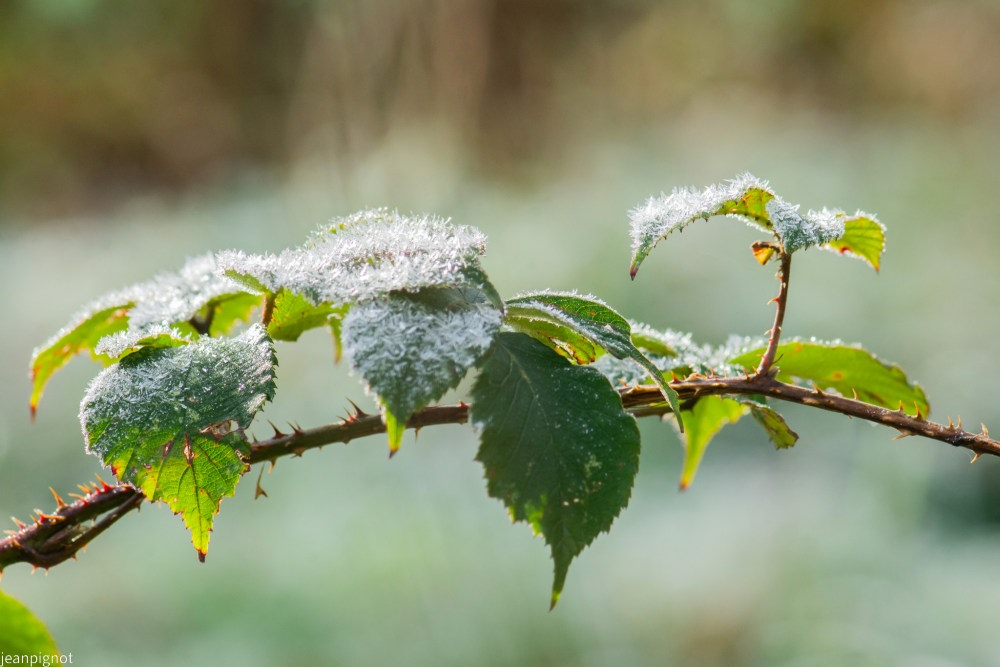 N8 ronces gelées.JPG