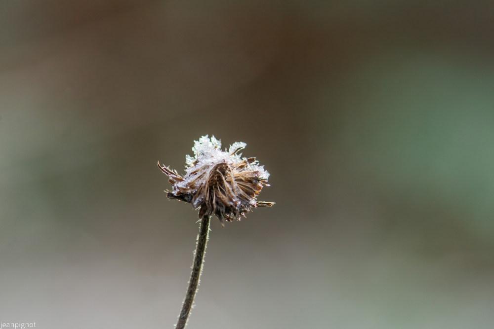 N3 plante gelée.JPG