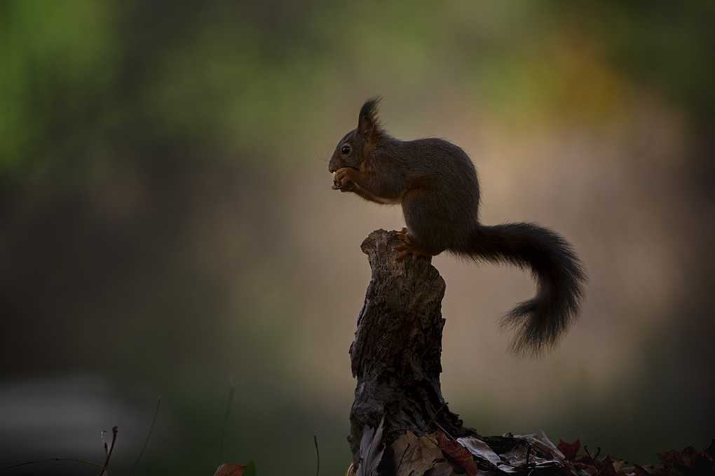 écureuil 11 nov 2025 internet 1.jpg