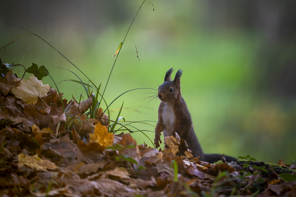 écureuil 11 nov 2025 internet 3.jpg