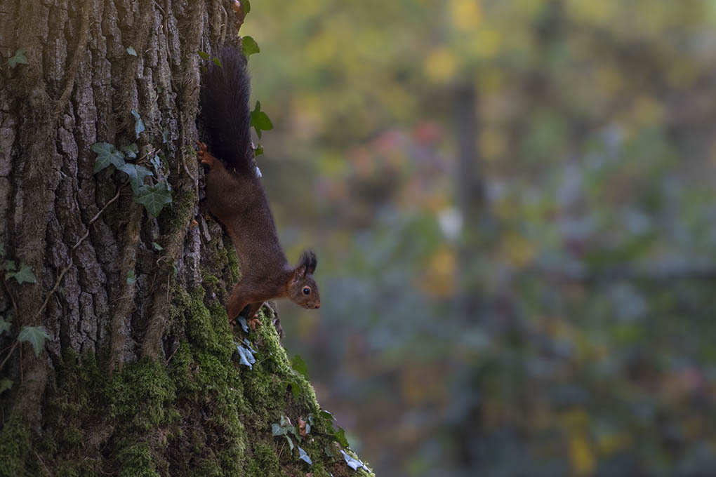 écureuil 11 nov 2025 internet 8.jpg