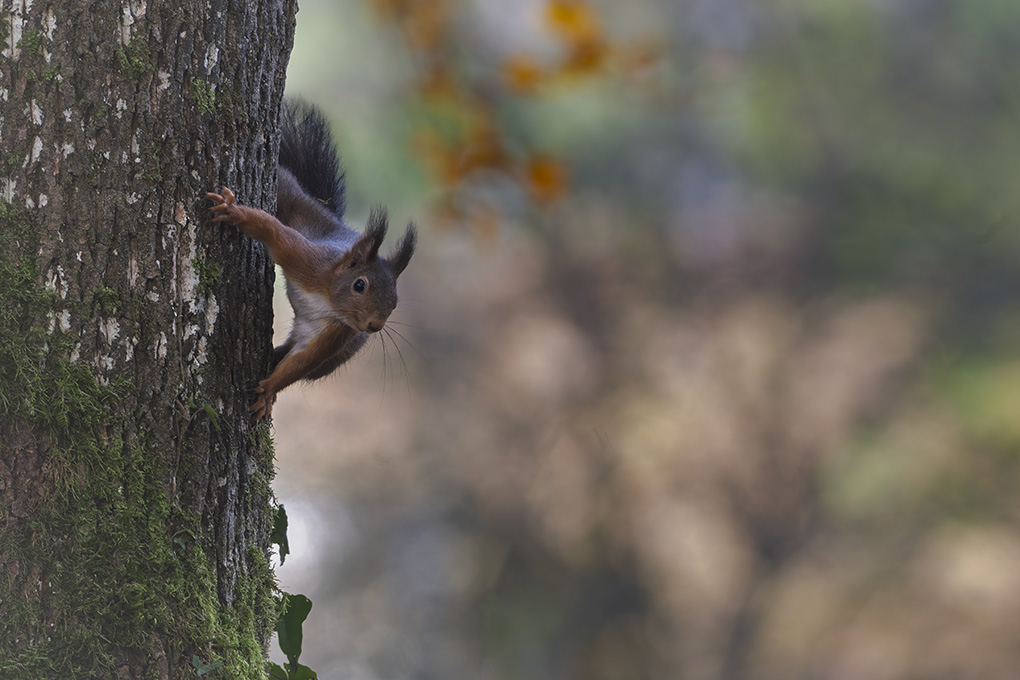 écureuil 11 nov 2025 internet 9.jpg