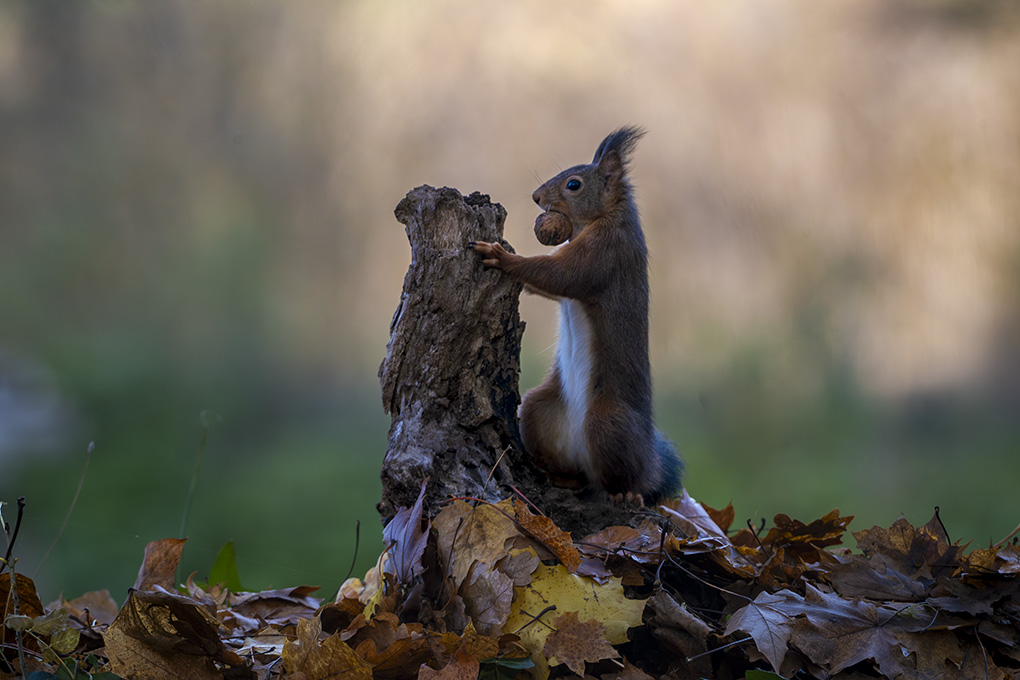 écureuil 11 nov 2025 internet 10.jpg