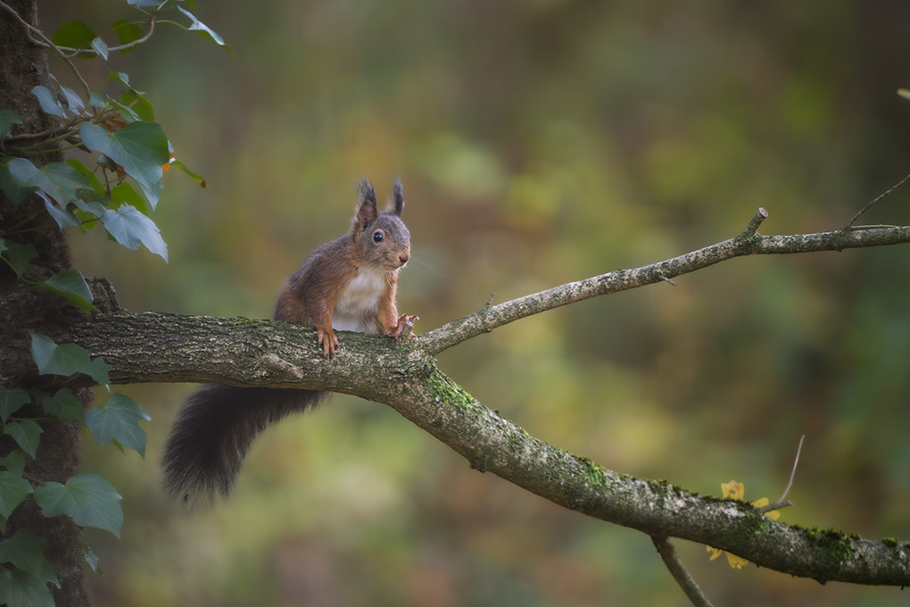 Ecureuil revigny 10 nov 2025 internet 8.jpg