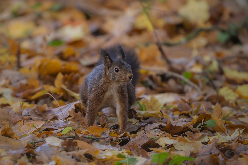Ecureuil revigny 10 nov 2025 internet 16.jpg
