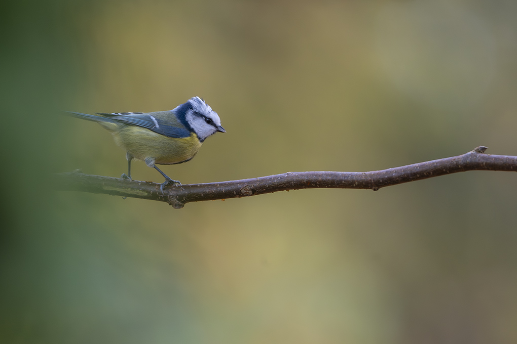 mésange Bleue revigny 10 nov 2025 internet 10.jpg